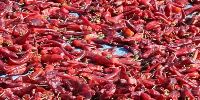 Maraş Biberi’nin ilk hasadı yapıldı