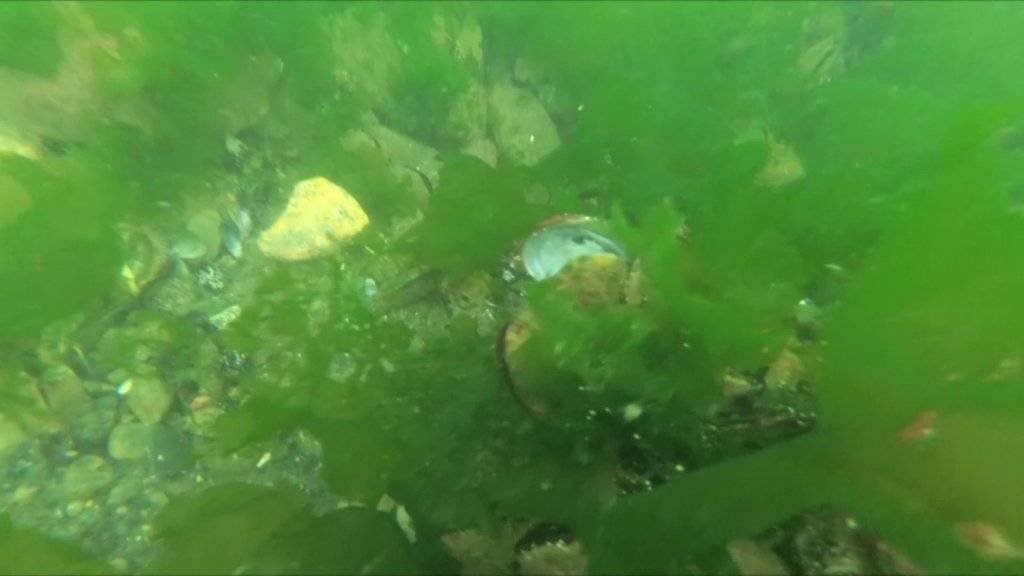 Deniz ve göllerimizde ki tehlike kirlilik 4