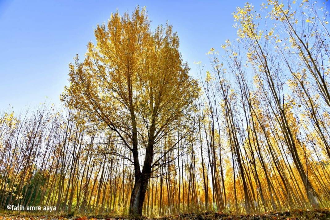 Kahramanmaraş’ta kare kare sonbahar 1