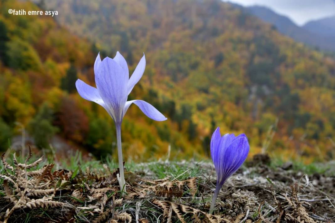 Kahramanmaraş’ta kare kare sonbahar 4