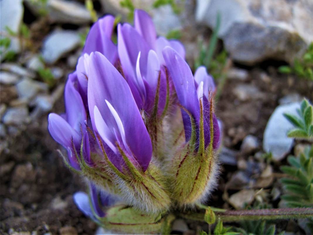 Ahir Dağ-Karagöl 1