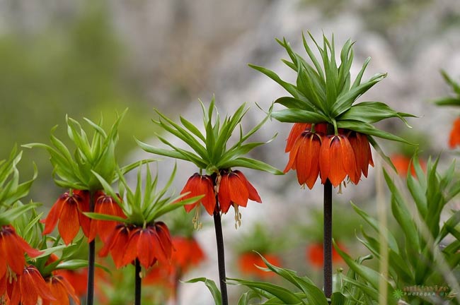 Günün Fotoğrafı 1