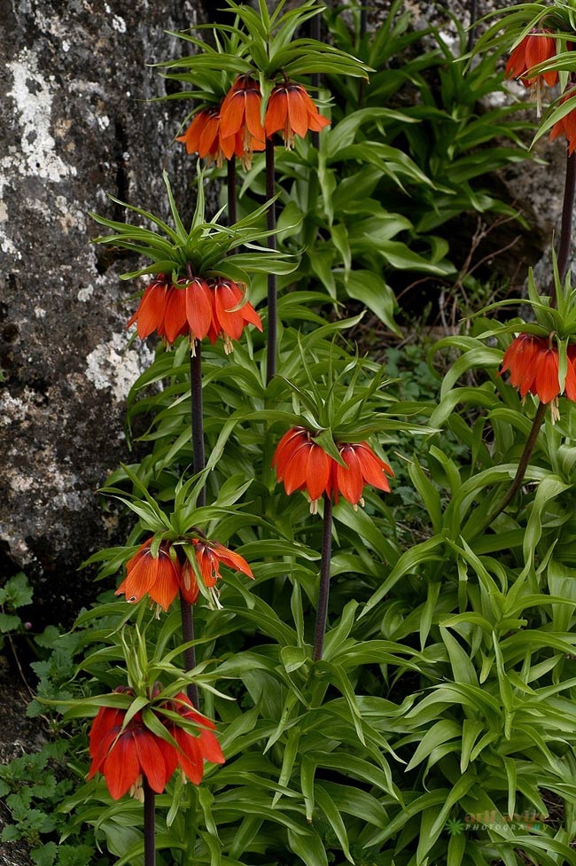 Günün Fotoğrafı 1