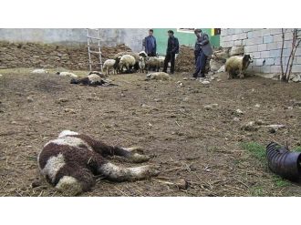 Van’da Yaban Hayvan Saldırına Uğrayan 12 Kuzu Telef Olurken, 16 Kuzu İse Yaralandı