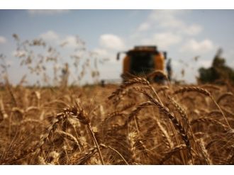 Adana’da Buğday Hasadı Tedirgin Başladı