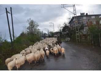 Koyunların Yayla Yolculuğu Başladı