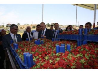 Köprübaşı’nda Çilek Üreticisinin Yüzü Gülüyor