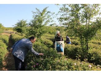 Isparta’da Yılın İlk Gül Hasadı