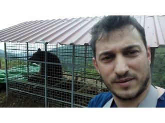 Arı Kovanına Dadanan Ayıya Kafesli Tuzak