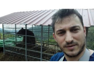 Arı Kovanına Dadanan Ayıya Kafesli Tuzak