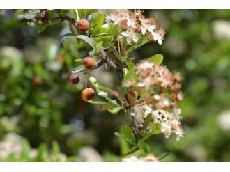 Kayısıyı Bu Yıl Da Don Vurdu