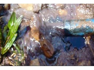 Batmanlı Çiftçi Tarlasında Su Ararken Petrol Buldu