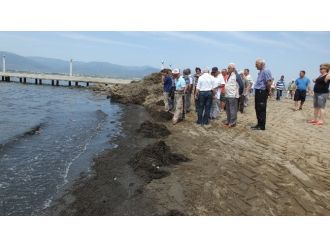 Deniz Kirliliği, Tatilcileri İsyan Ettirdi