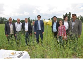 Kütahya’da ’Yem Şalgamı Bitkisi’nde Tarla Günü
