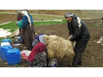 Berivan’lar Yaylalara Çıktı