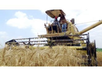 Buğday Üreticisini Sevindirdi