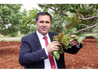 Antepfıstığında Tüm Zamanların En Yüksek Rekoltesi Bekleniyor