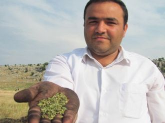 Araban Ovası’nda Firik Sezonu Başladı