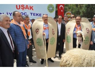 Uşak’ta En İyi Besi Hayvanı Yarışması Gerçekleştirildi