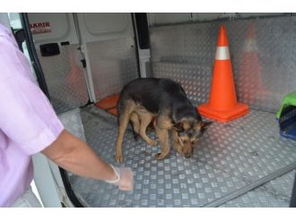 Duyarlı Vatandaşın İhbarı Köpeği Kurtardı