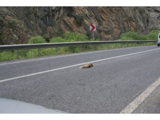 Hız Yapan Sürücüler Yaban Hayvanlara Zarar Veriyor