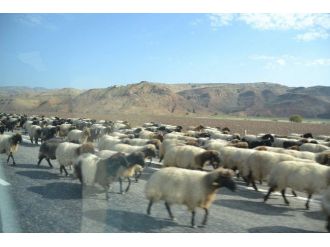 Göçebelerin Yayla Yolculuğu Devam Ediyor