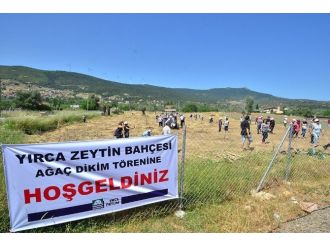 Foça’da, Zeytin Fidanları Toprakla Buluşturuldu