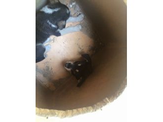 Kafası Sıkışan Köpeği İtfaiye Ekipleri Kurtardı