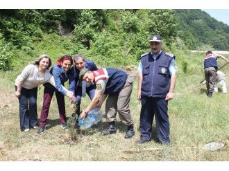 Zonguldak’a Polensiz Gard Ormanı