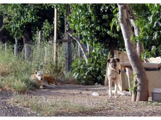 Kuduz Köpek Dehşeti ! 6 Ay Süreyle Karantinaya Alındı