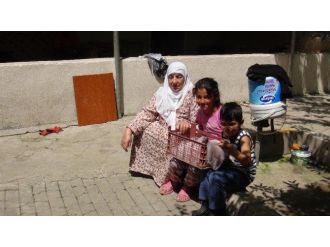 (Özel Haber) Muş’ta Dört Ayaklı Hindi Yavrusu Görenleri Şaşırtıyor