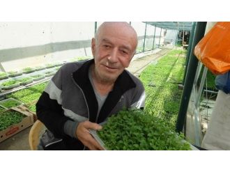 Şeker Otuna Büyük Talep