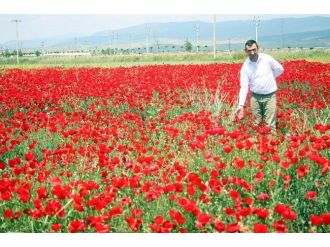 Her Derde Deva Gelincikler Açtı