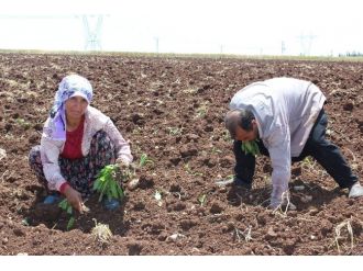 Tütün Dikimi Başladı