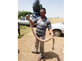 Şanlıurfa’da İki Metre Uzunluğunda Yılan Öldürüldü