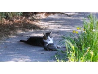 Kedi Ve Kaplumbağanın Şaşırtan Dostluğu
