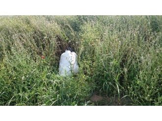 Diyarbakır’da 16 Kilogram Esrar Ele Geçirildi