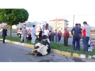 İneğini Yaralı Gören Kadın Fenalaştı