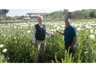 Haşhaş Kapsülü Üreticisinin Yüzü Güldü