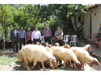 Antakya’da Koyun Yetiştiriciliği Projesi