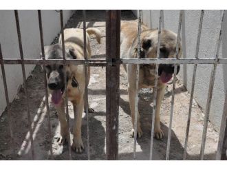 Kangal Köpekleri Cam Fanusla Korunacak