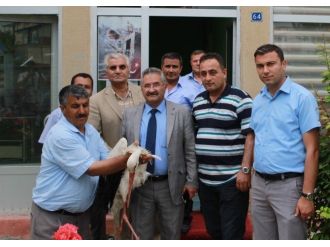 Elektrik Akımına Kapılan Leylek Tedavi Altına Alındı