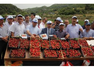 Organik Çilek Hasadı