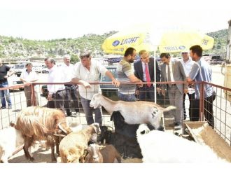 Mhp Adayı Akıllı, Kepez Hayvan Pazarında Besicilerin Sorunlarını Dinledi