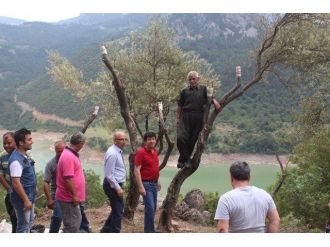 15 Bin Yabani Zeytin Ağacı Aşılandı
