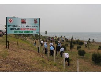 Şehit Savcı Kiraz İçin Ünye’de Hatıra Ormanı