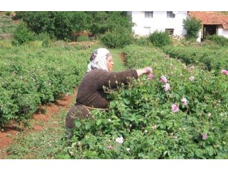 Gül Üreticisi Kilo Başına Destek İstiyor