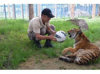 Yavru Kaplan Futbol Topu İle Egzersiz Yapıyor