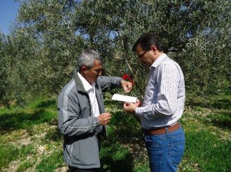 Bilecik’te Zeytin Ağaçlarının Verimliliği Arttırma Çalışmaları Başladı