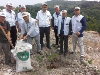 Fatsa’da Ceviz Fidanı Dikimi